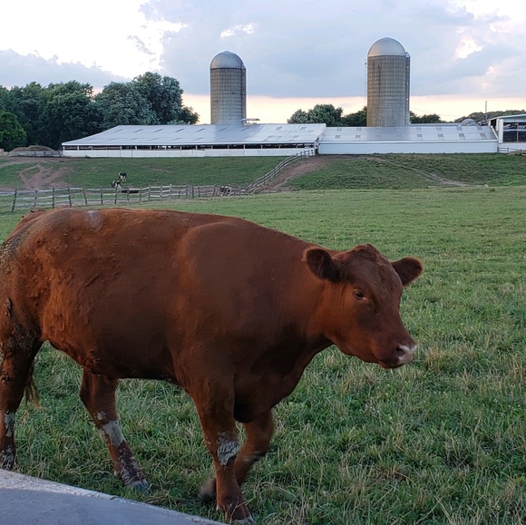 Meet your Posher, Linda - Picture 2 of 2